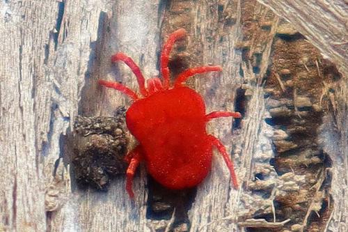 Réf. 325 029 : Trombidium sp.